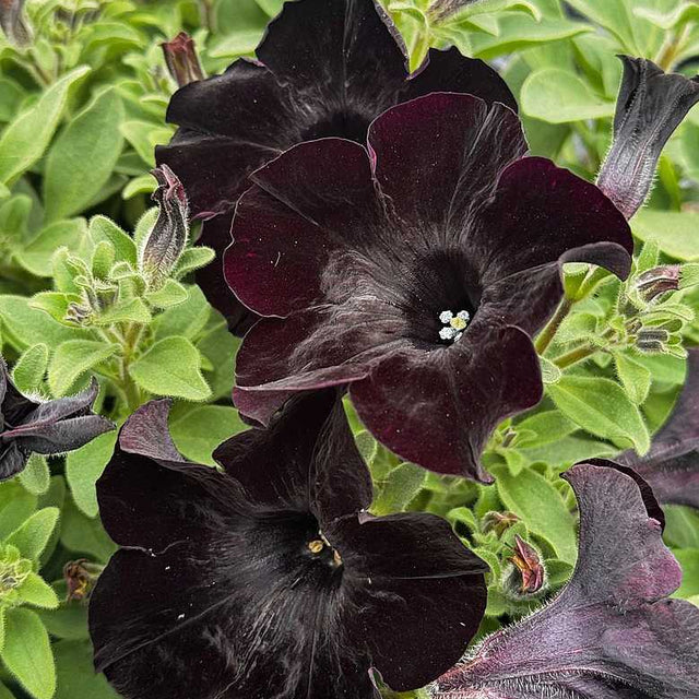 Petunia Crazytunia 'Black Mamba' – Crazytunia Series Petunia