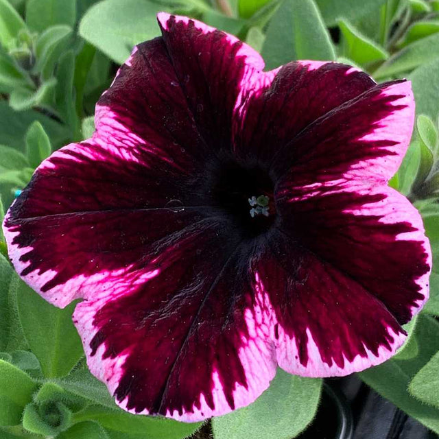 Petunia x hybrida Crazytunia 'Cosmic Pink' – Trailing Petunia