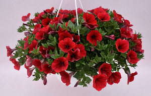 Petunia x hybrida Kuyamba 'Red' – Trailing Petunia