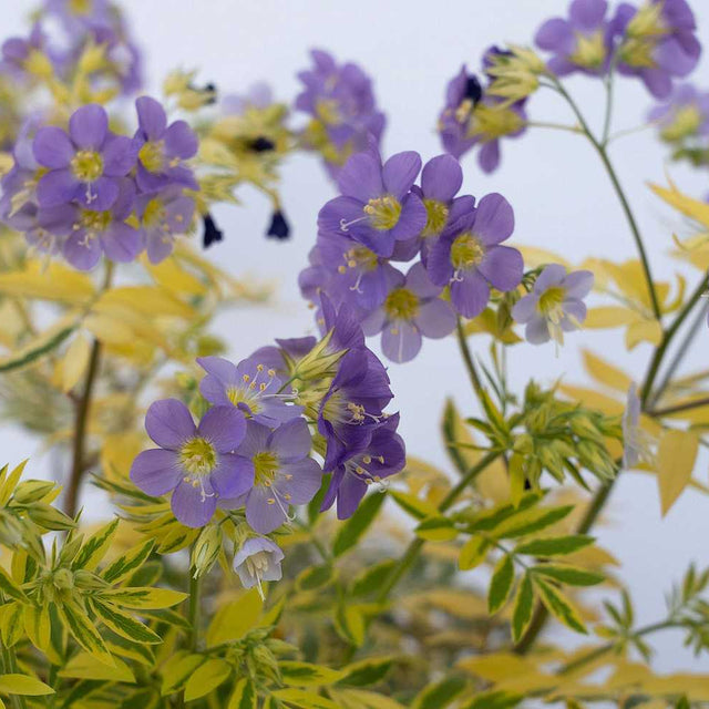 Polemonium pulcherrimum 'Golden Feathers' – Jacob's Ladder