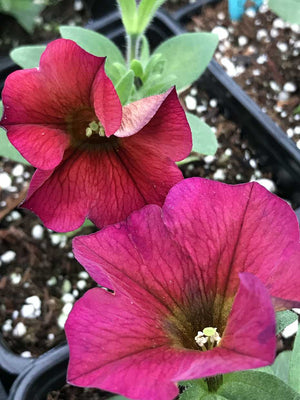 Petchoa Supercal Premium 'Cinnamon' – Petunia Calibrachoa Hybrid