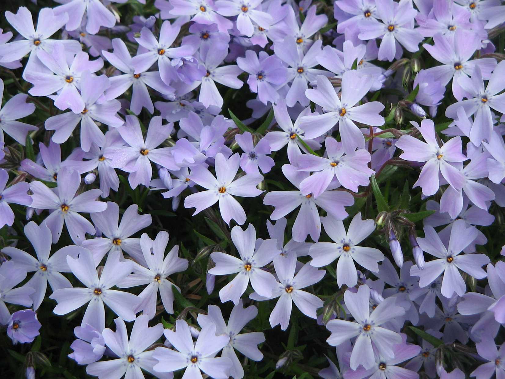 PHLOX subulata 'Emerald Cushion Blue' (Available Now)