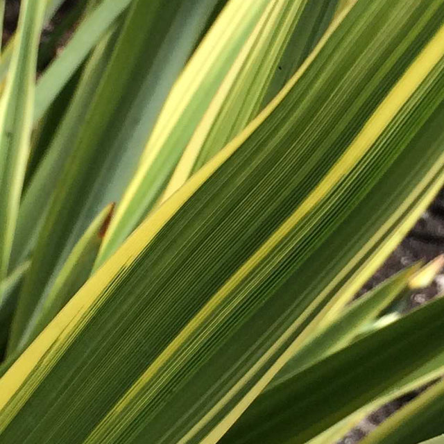 Phormium 'Duet' – New Zealand Flax
