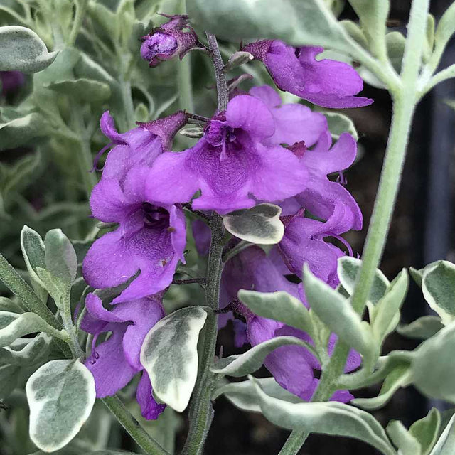 Variegated Mint Bush 'Variegata' – live plant