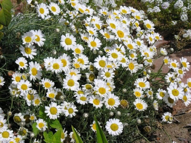 RHODANTHEMUM – live plant