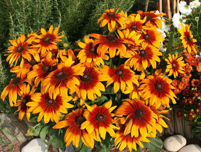 Rudbeckia hirta 'Cappuccino' – Black-Eyed Susan