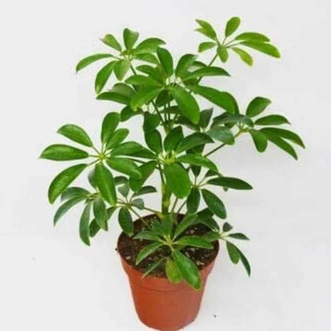 SCHEFFLERA arboricola 'Mini' (Mini Dwarf Umbrella Plant)