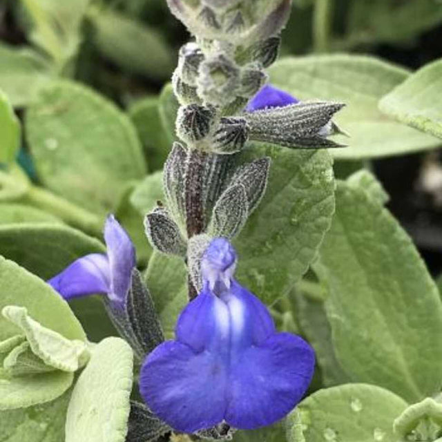 Salvia chamaedryoides – Germander Sage