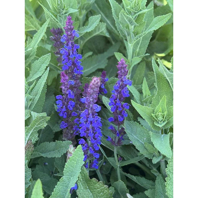 Salvia nemorosa 'East Friesland' – Meadow Sage