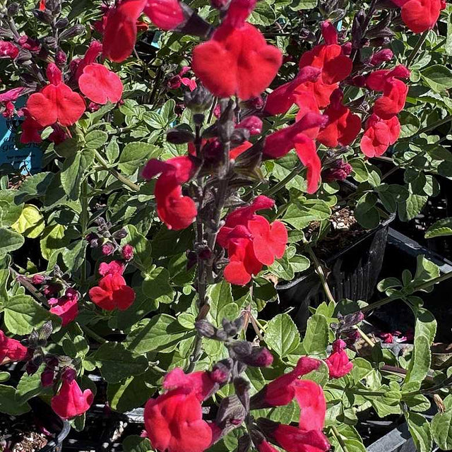 Salvia 'Royal Bumble' – Autumn Sage