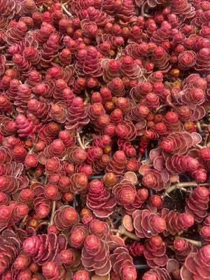 Sedum spurium 'Dragon's Blood' – Stonecrop