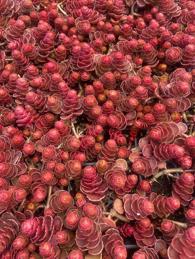 Sedum spurium 'Dragon's Blood' – Stonecrop