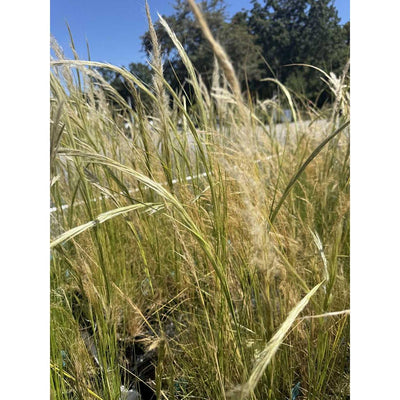 Stipa ichu – Peruvian Feather Grass