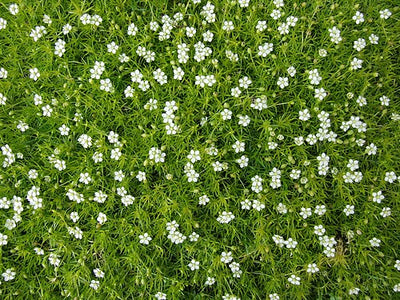 Sagina subulata – Irish Moss
