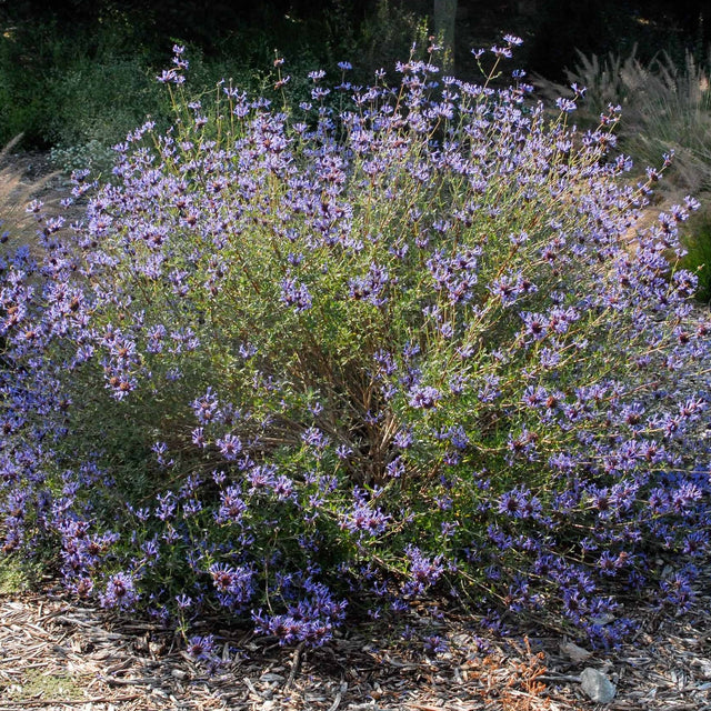 Salvia clevelandii 'Winnifred Gilman' – Cleveland Sage