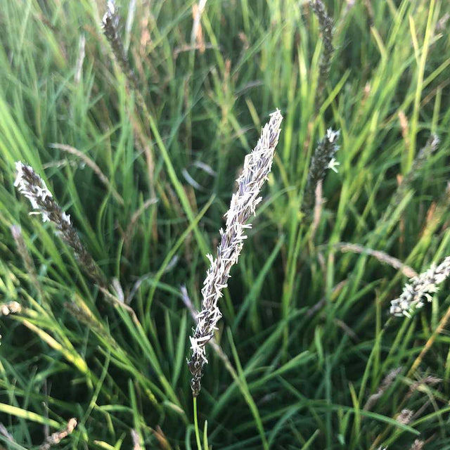 Sesleria autumnalis – Autumn Moor Grass