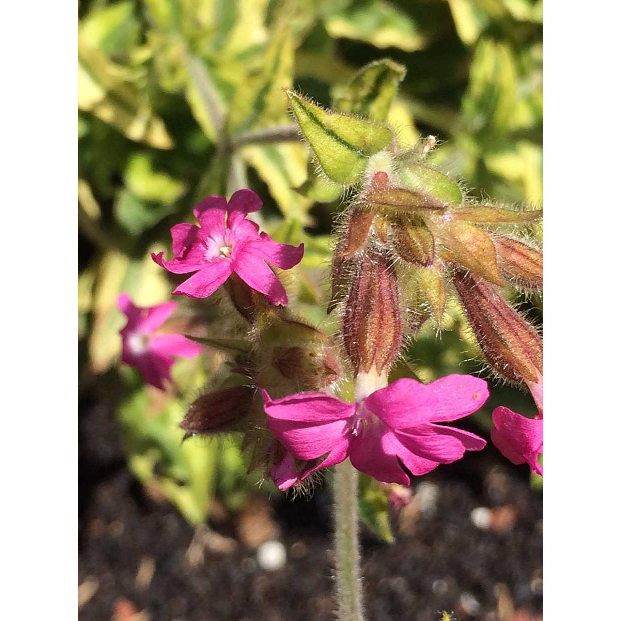 SILENE dioica 'Clifford Moor' (Available Now)