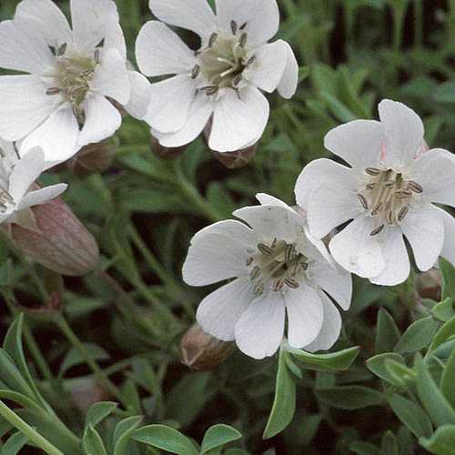 SILENE uniflora (S. vulgaris ssp. maritima) (Available Now)