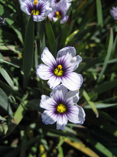 Sisyrinchium bellum 'Nanum' – Dwarf Blue-Eyed Grass