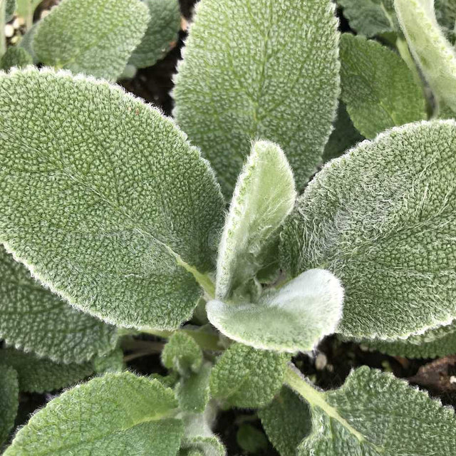 Stachys byzantina 'Big Ears' – Lamb's Ears