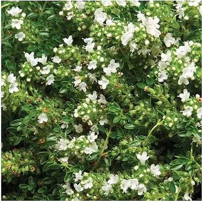 Thymus praecox 'Albiflorus' – White Creeping Thyme