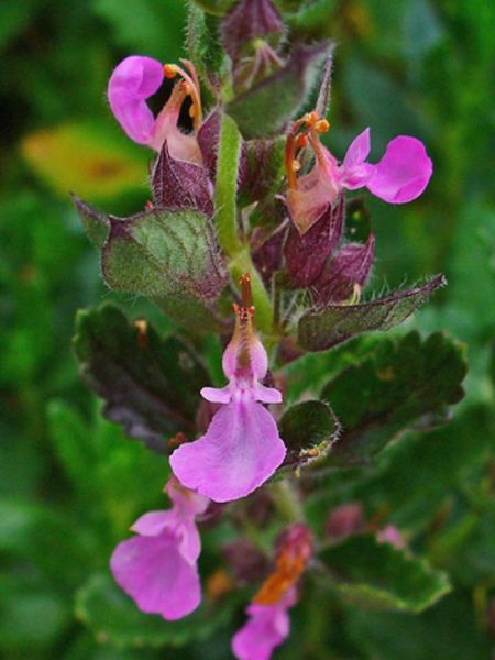 Teucrium chamaedrys – Wall Germander