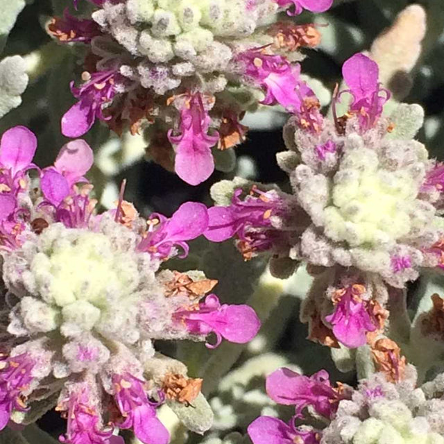 Teucrium cossonii – Creeping Germander