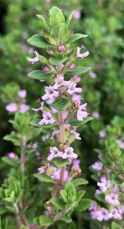 Thymus vulgaris 'Dot Wells' – French Culinary Thyme
