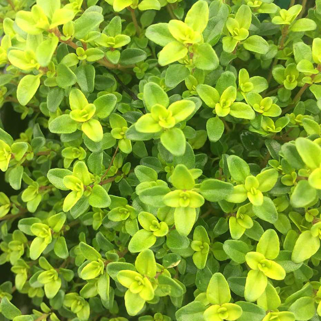 Thymus x citriodorus 'Lime' – Lime Thyme