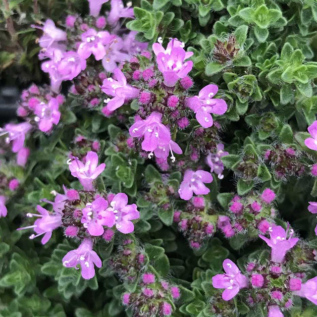Thymus serpyllum 'Pink Chintz' – Creeping Thyme