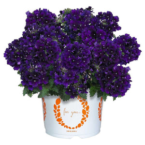 Verbena 'Empress Flair Violet Blue' – Verbena