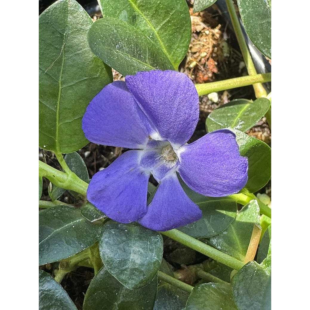 VINCA minor 'Bowles Cunningham' (Available Now)