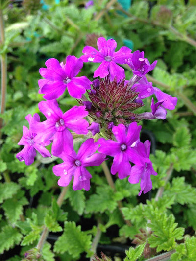 Verbena canadensis 'Homestead Purple' – Rose Verbena