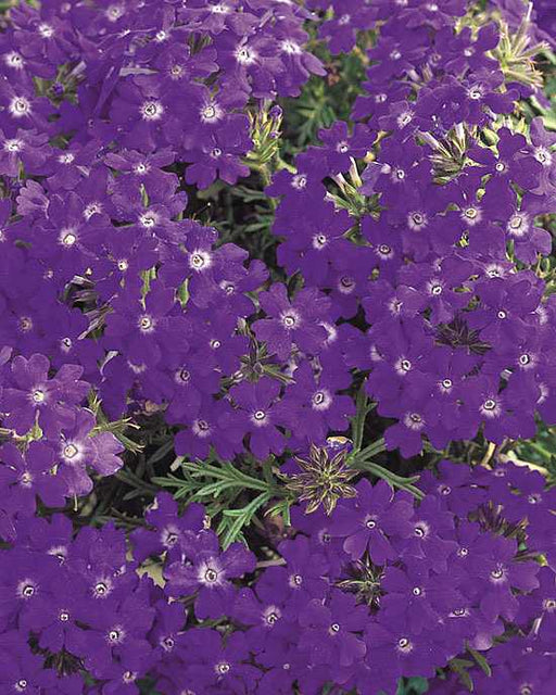 Verbena hybrid 'Tapien Blue Violet' – Verbena