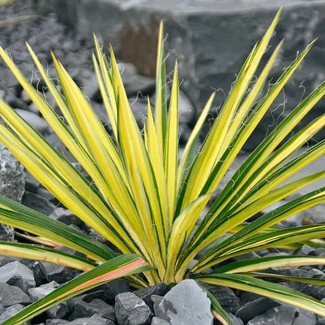 Yucca filamentosa 'Bright Edge' – Adam's Needle