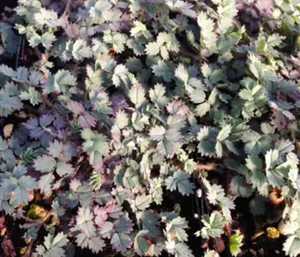 Acaena saccaticupula 'Blue Haze' – New Zealand Burr