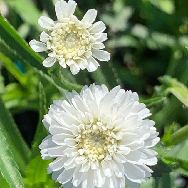 Achillea ptarmica 'Peter Cottontail' – Yarrow