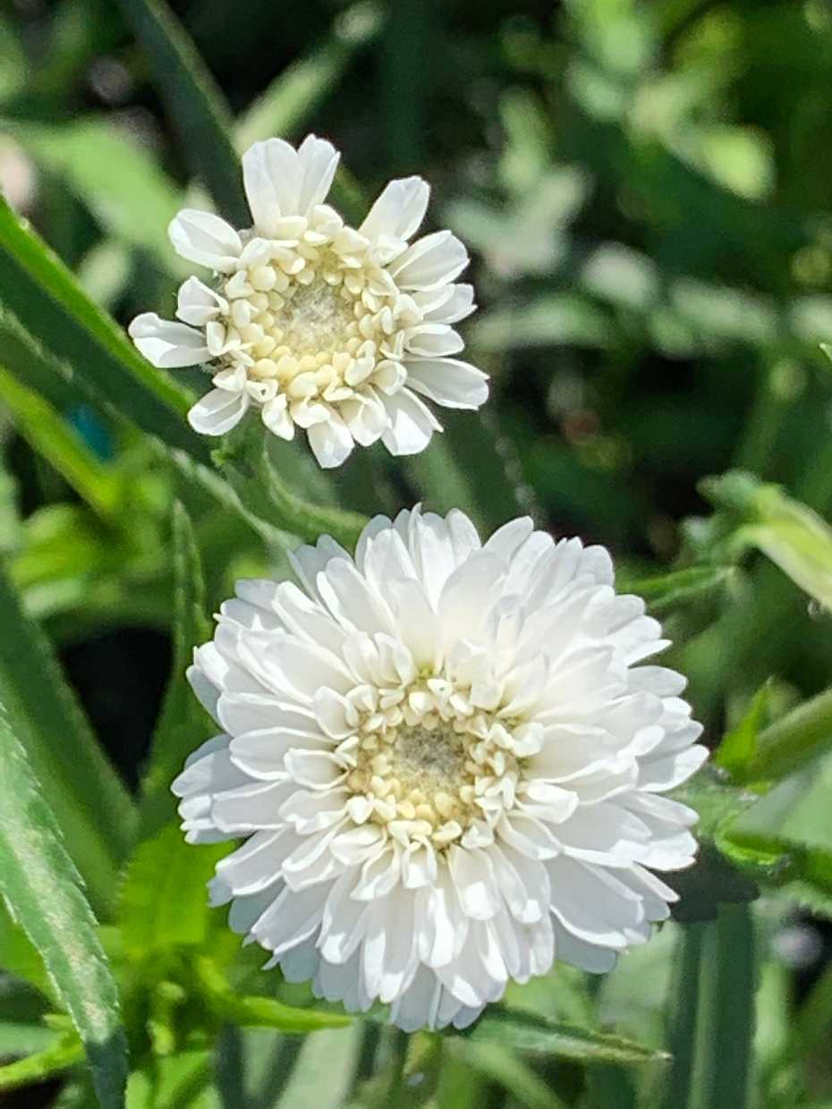 ACHILLEA ptarmica 'Peter Cottontail' (Available Now)
