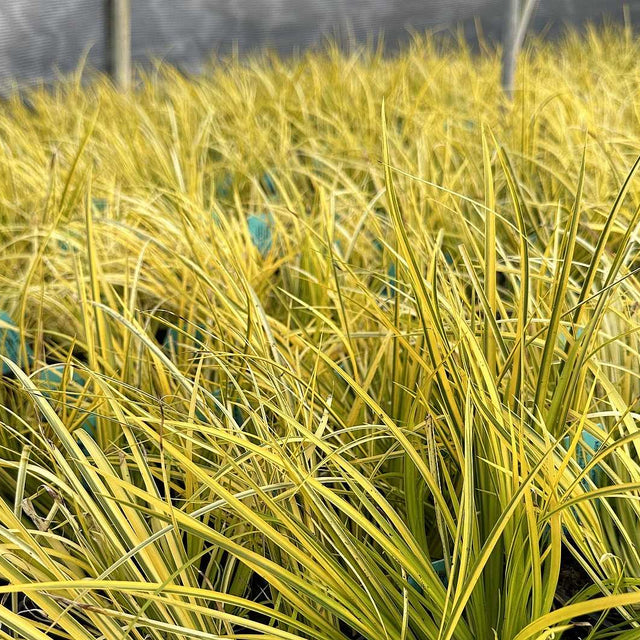 Acorus gramineus 'Ogon' – Golden Variegated Sweet Flag