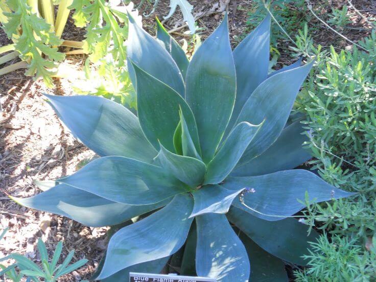 AGAVE 'Blue Flame' (Available Now)