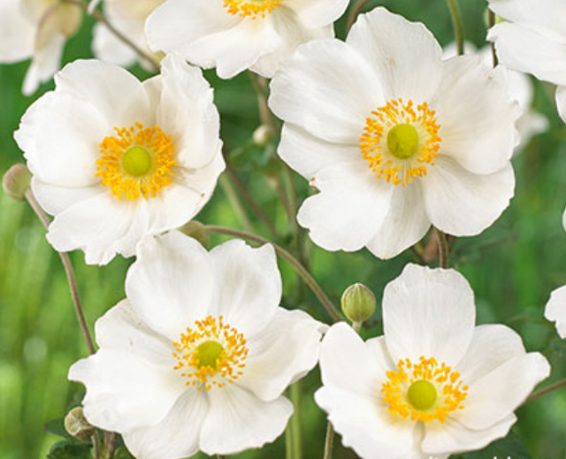 Anemone x hybrida 'Honorine Jobert' (syn. Eriocapitella hybrida 'Honorine Jobert') – Japanese Anemone