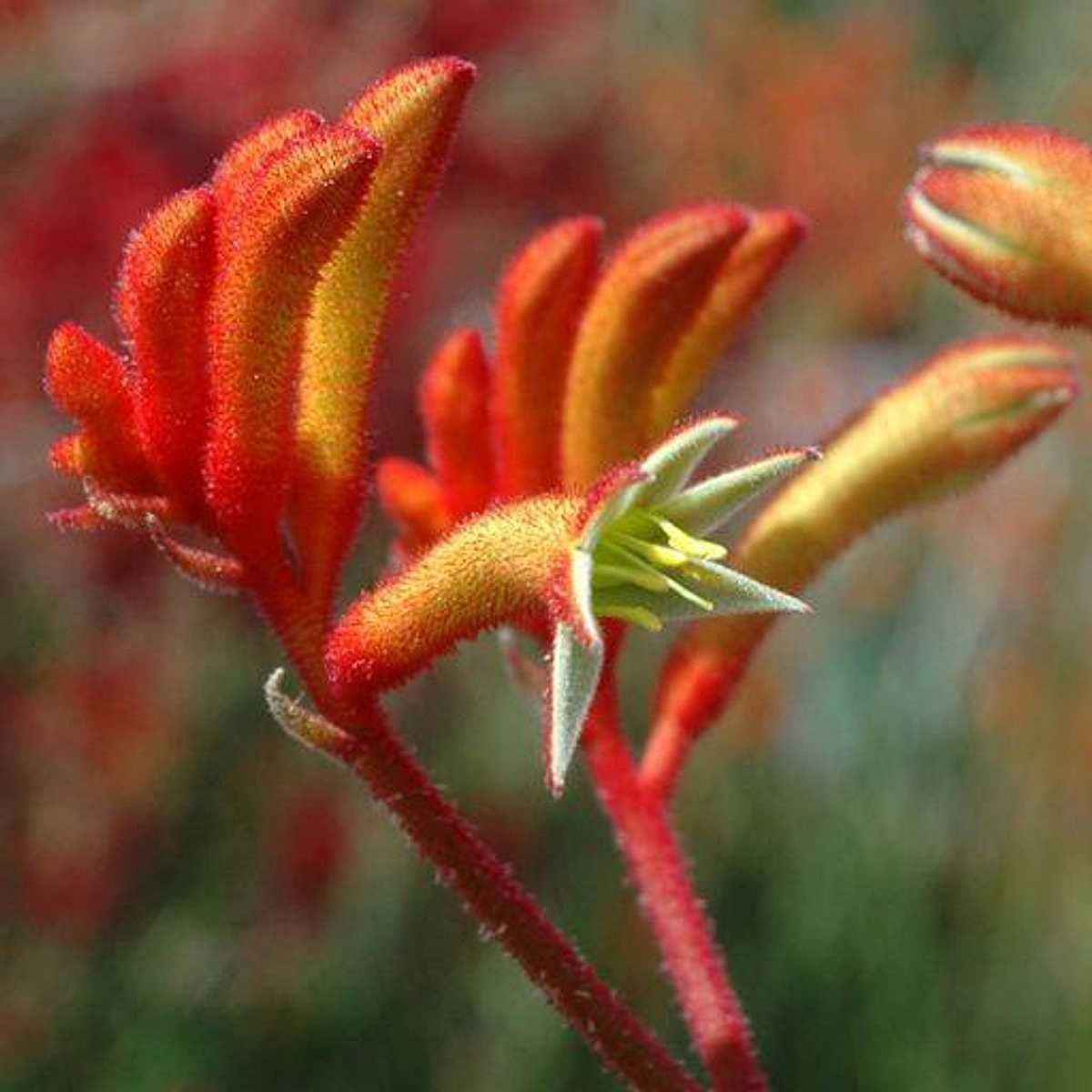 ANIGOZANTHOS flavidus hybrid 'Landscape Tangerine' (Landscape Series)
