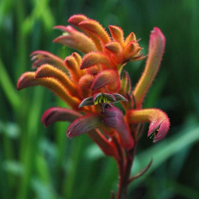 Anigozanthos 'Bush Blitz' (Bush Gems Series) – Kangaroo Paw