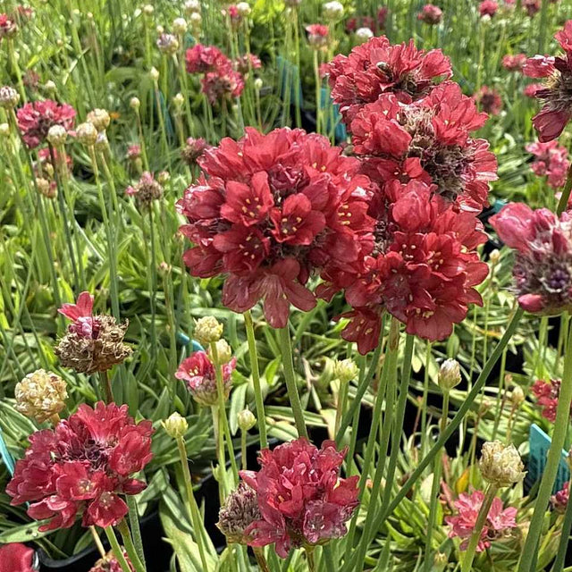 Armeria pseudarmeria 'Ballerina Red' – Sea Thrift
