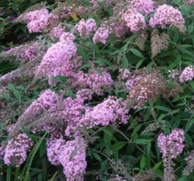 Buddleja 'Pink Cascade' – Butterfly Bush