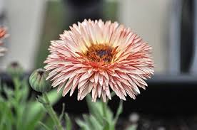 CALENDULA officinalis 'Strawberry Blonde' (Available Now)