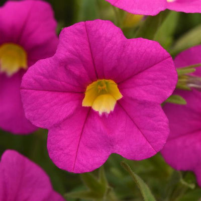 Calibrachoa MiniFamous Uno 'Pink' – Million Bells