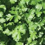 CILANTRO 'Calypso' – live annual