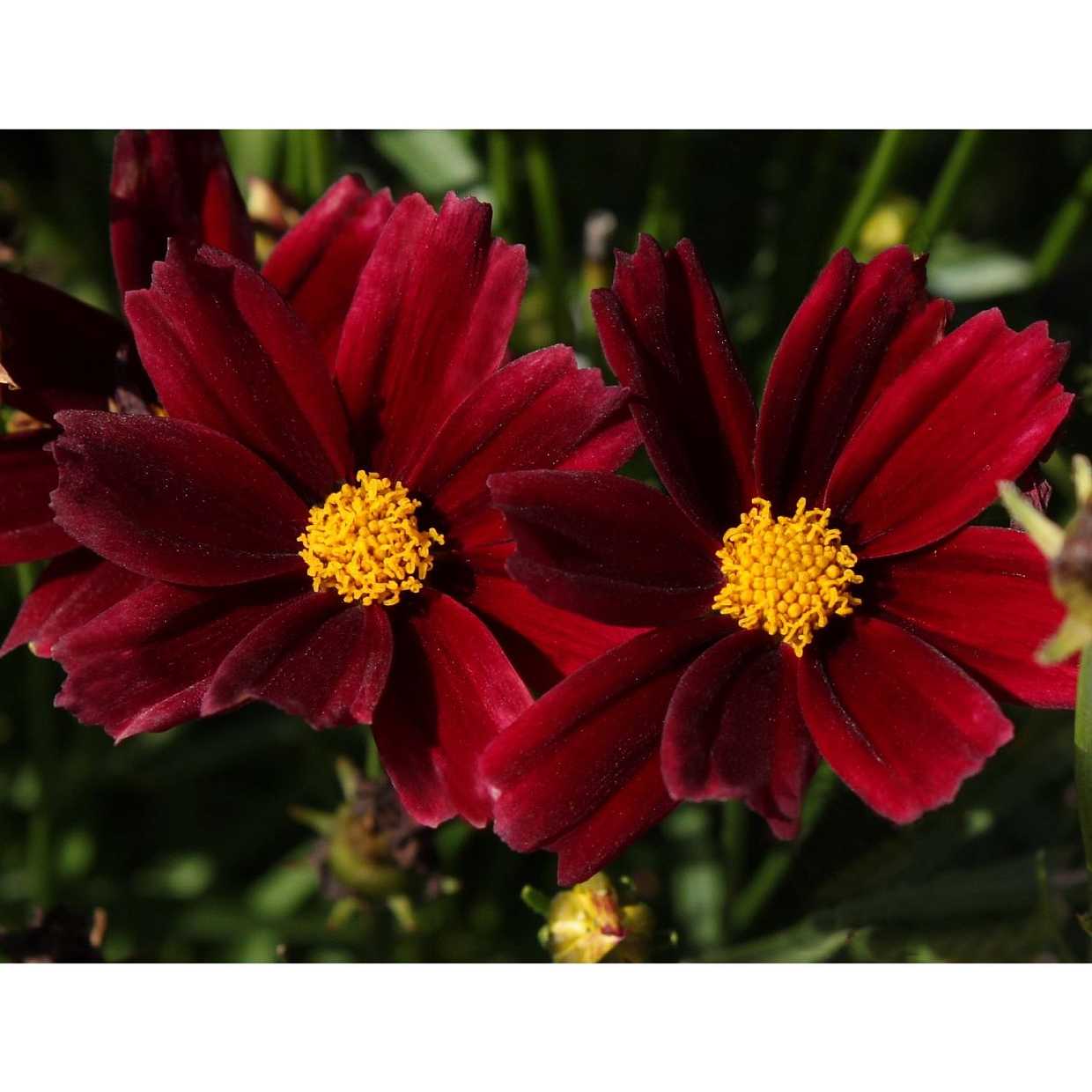 COREOPSIS Little Bang 'Red Elf' (syn. C. L'il Bang 'Red Elf')