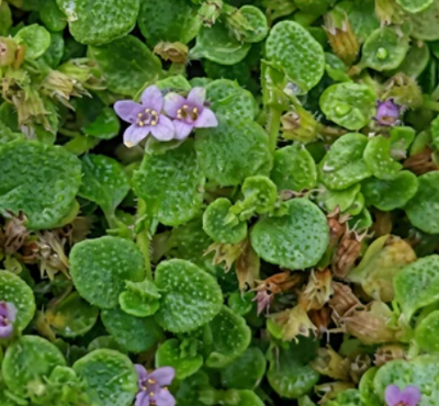 Corsican Mint – live perennial, deer resistant